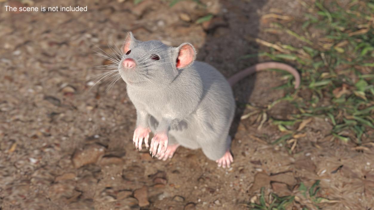 Realistic White Rat Standing with Fur 3D