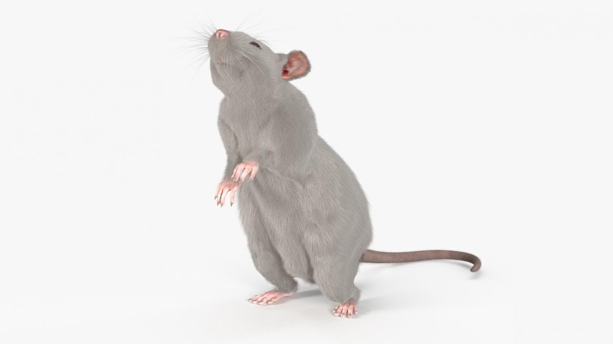 Realistic White Rat Standing with Fur 3D