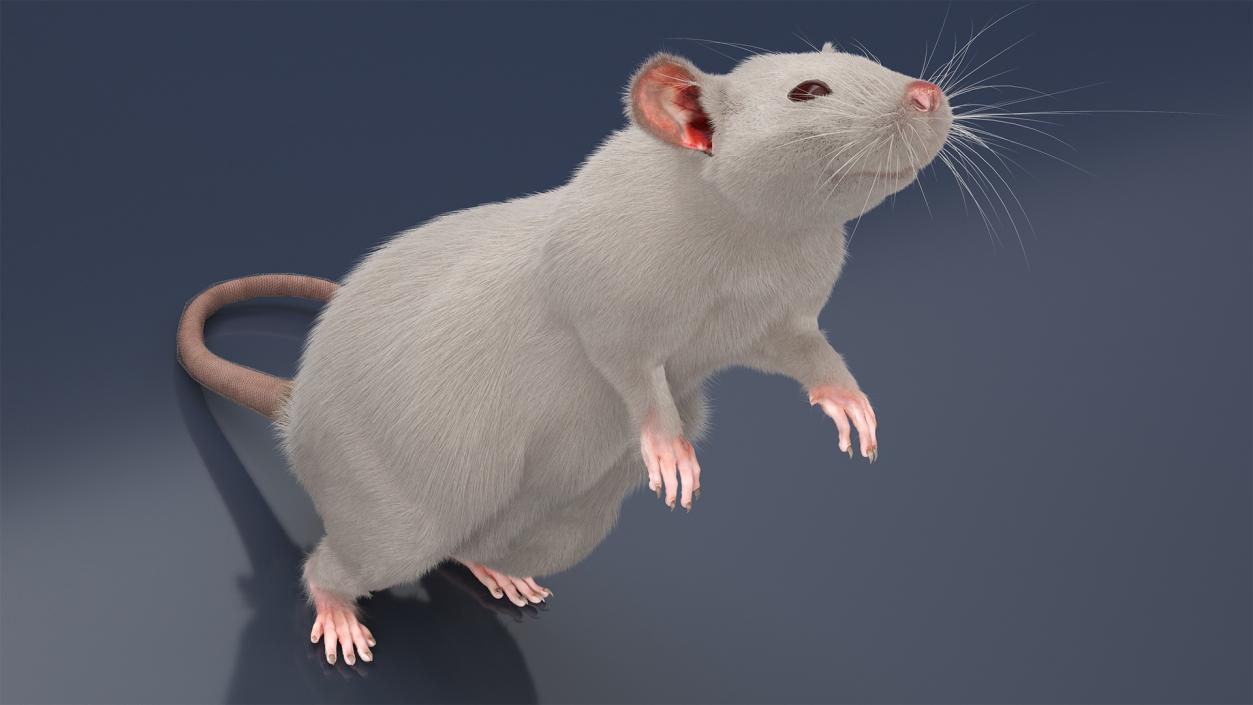 Realistic White Rat Standing with Fur 3D