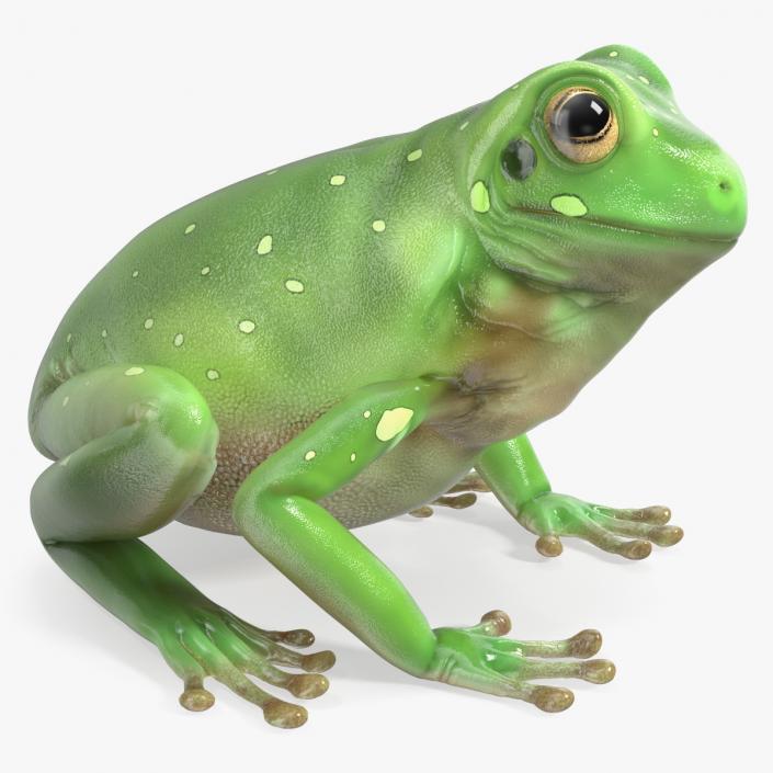 3D model Realistic Green Tree Frog