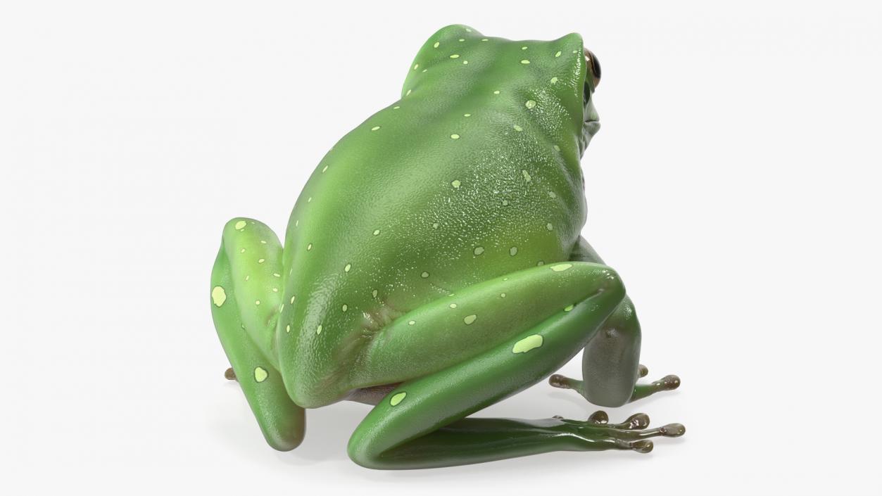 3D model Realistic Green Tree Frog