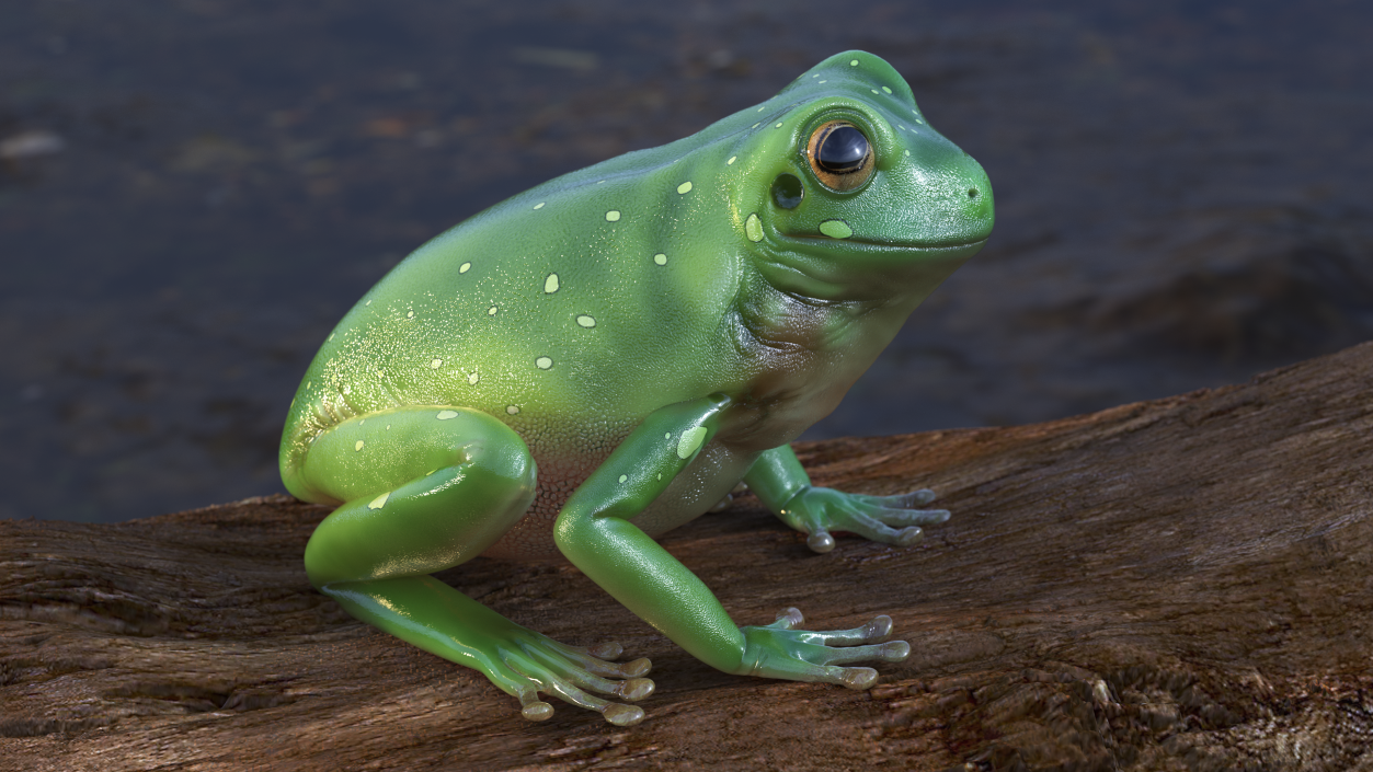 3D model Realistic Green Tree Frog