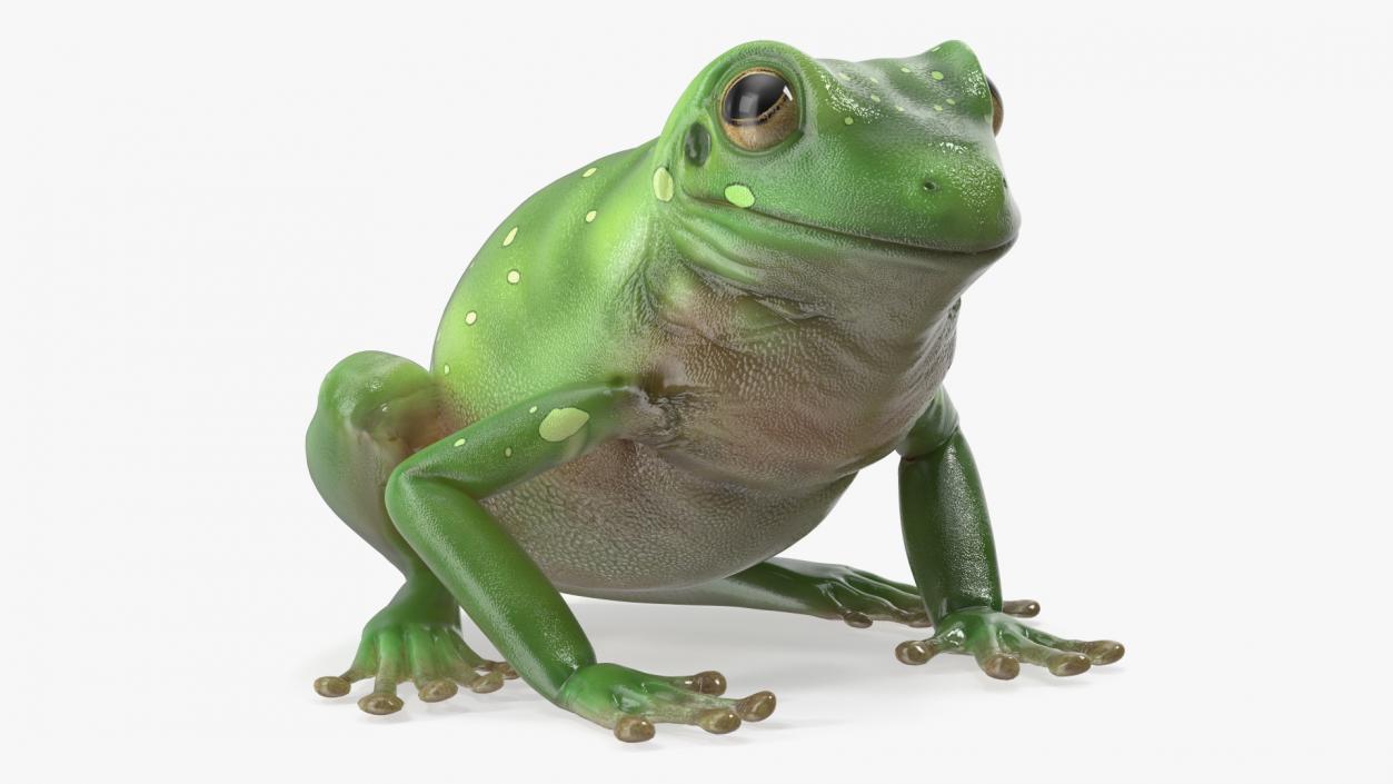 3D model Realistic Green Tree Frog