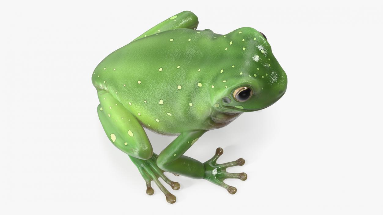 3D model Realistic Green Tree Frog