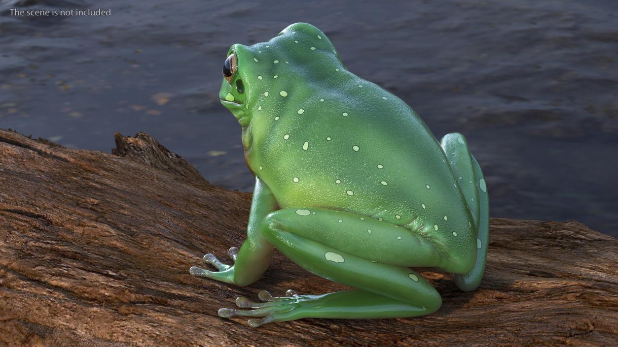 3D model Realistic Green Tree Frog