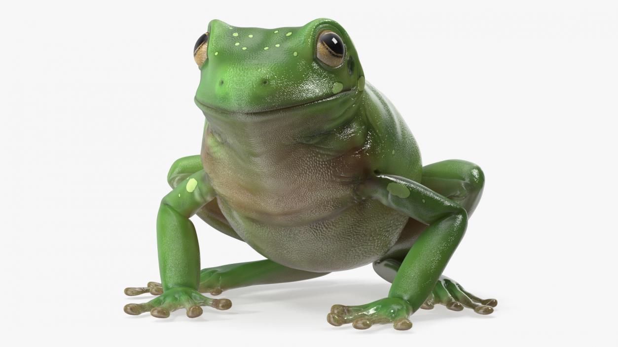 3D model Realistic Green Tree Frog