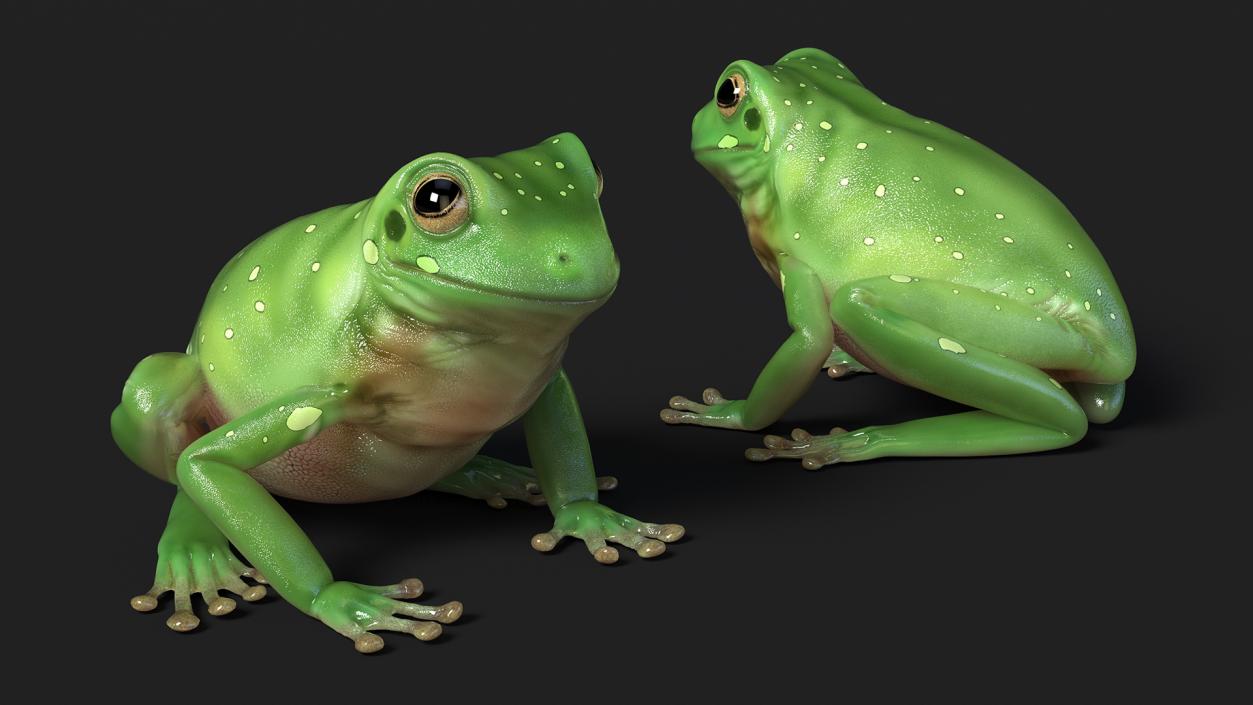 3D model Realistic Green Tree Frog