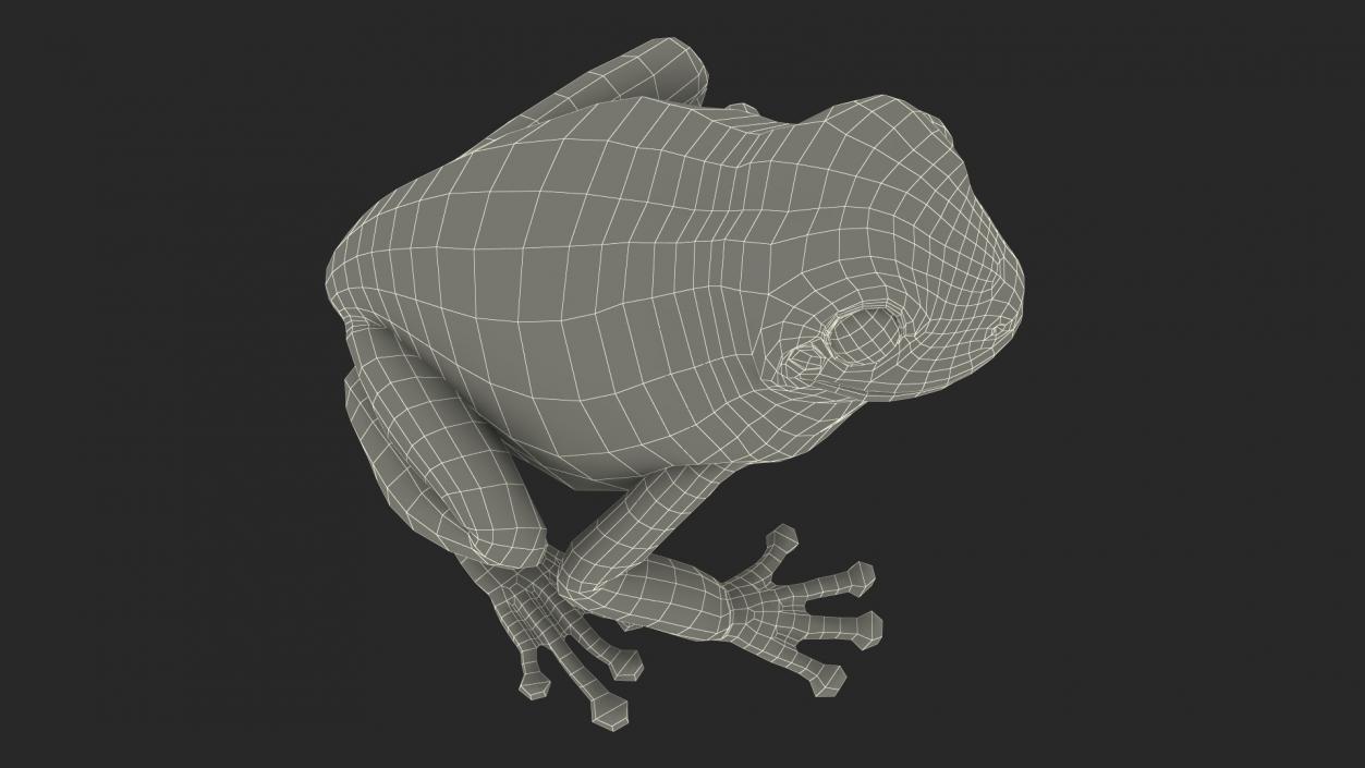 3D model Realistic Green Tree Frog