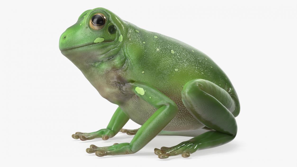 3D model Realistic Green Tree Frog