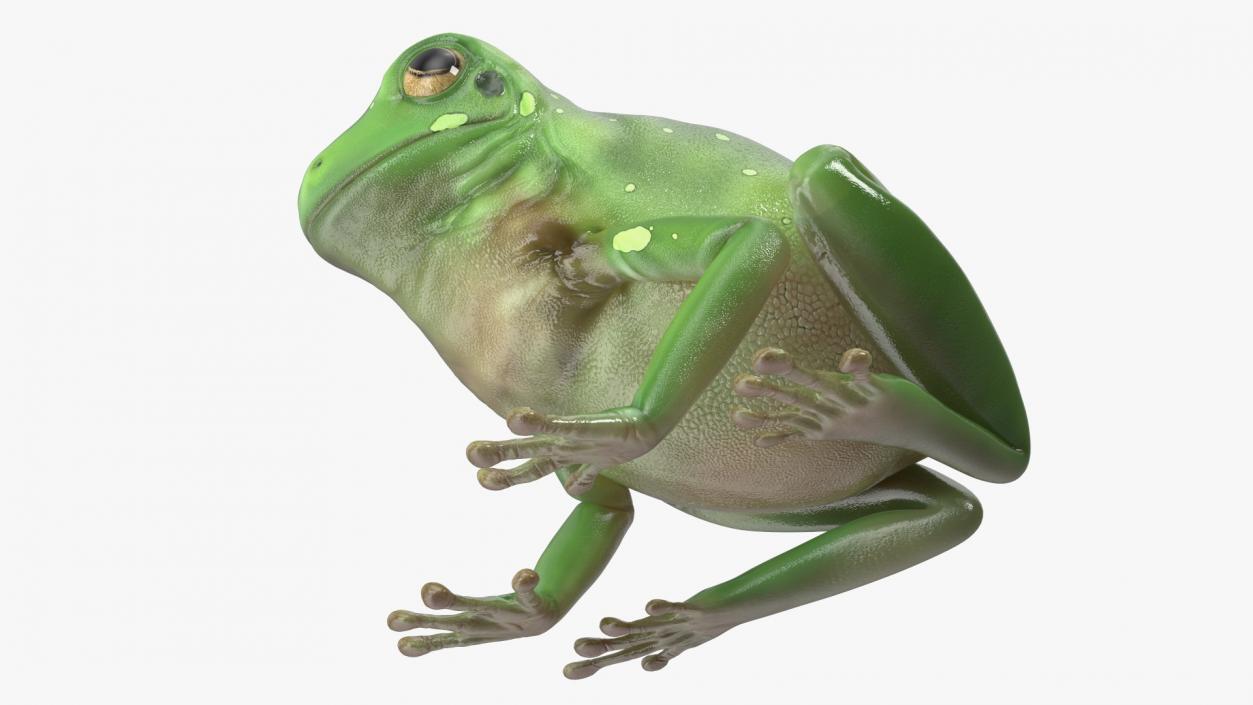 3D model Realistic Green Tree Frog