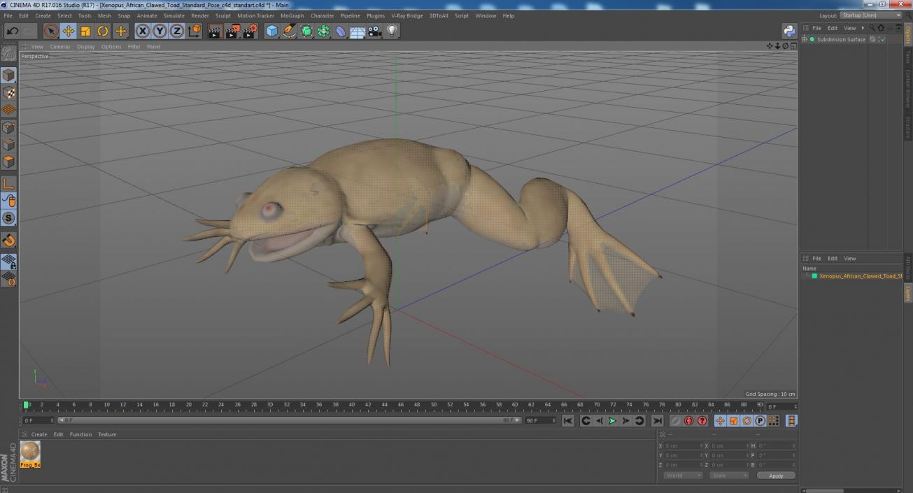 3D Xenopus African Clawed Toad Standard Pose