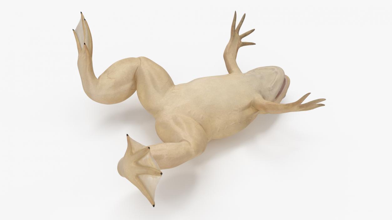 3D Xenopus African Clawed Toad Standard Pose