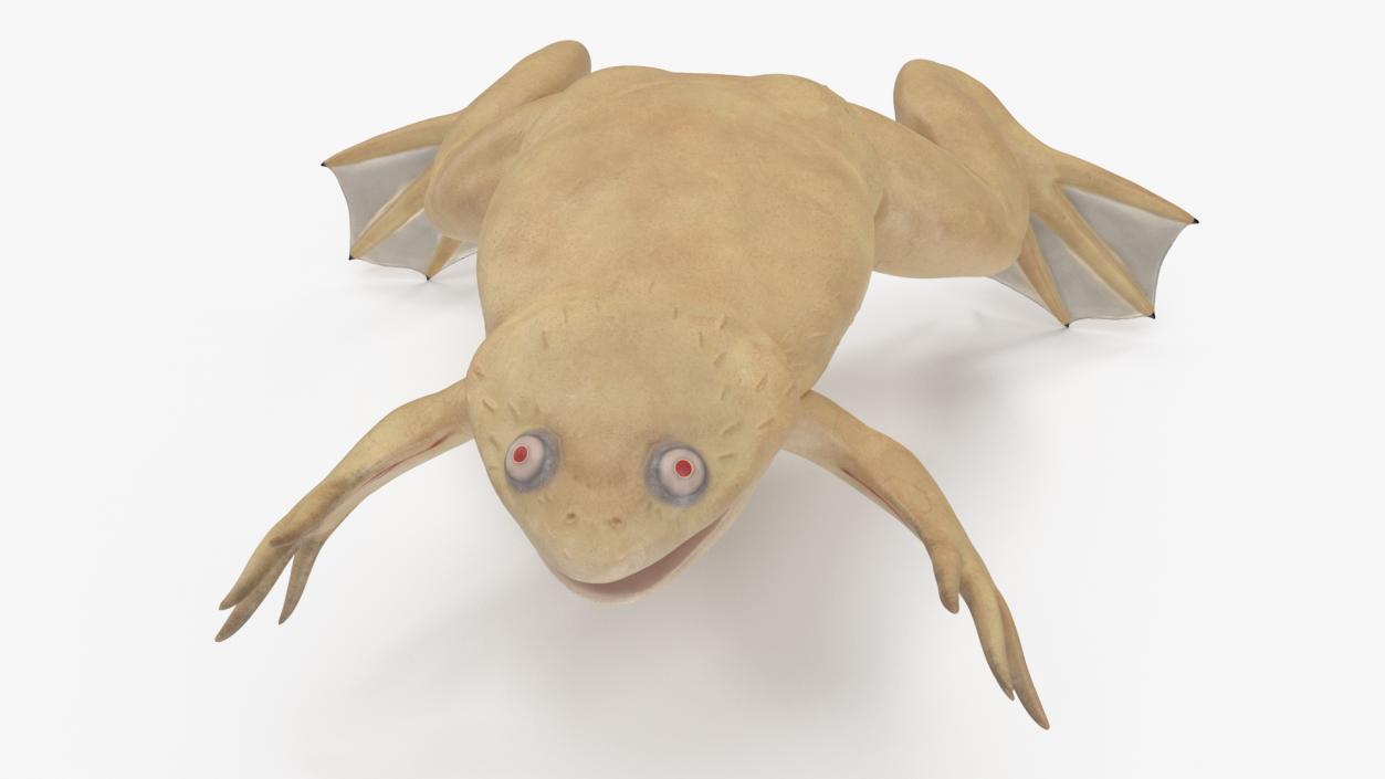 3D Xenopus African Clawed Toad Standard Pose