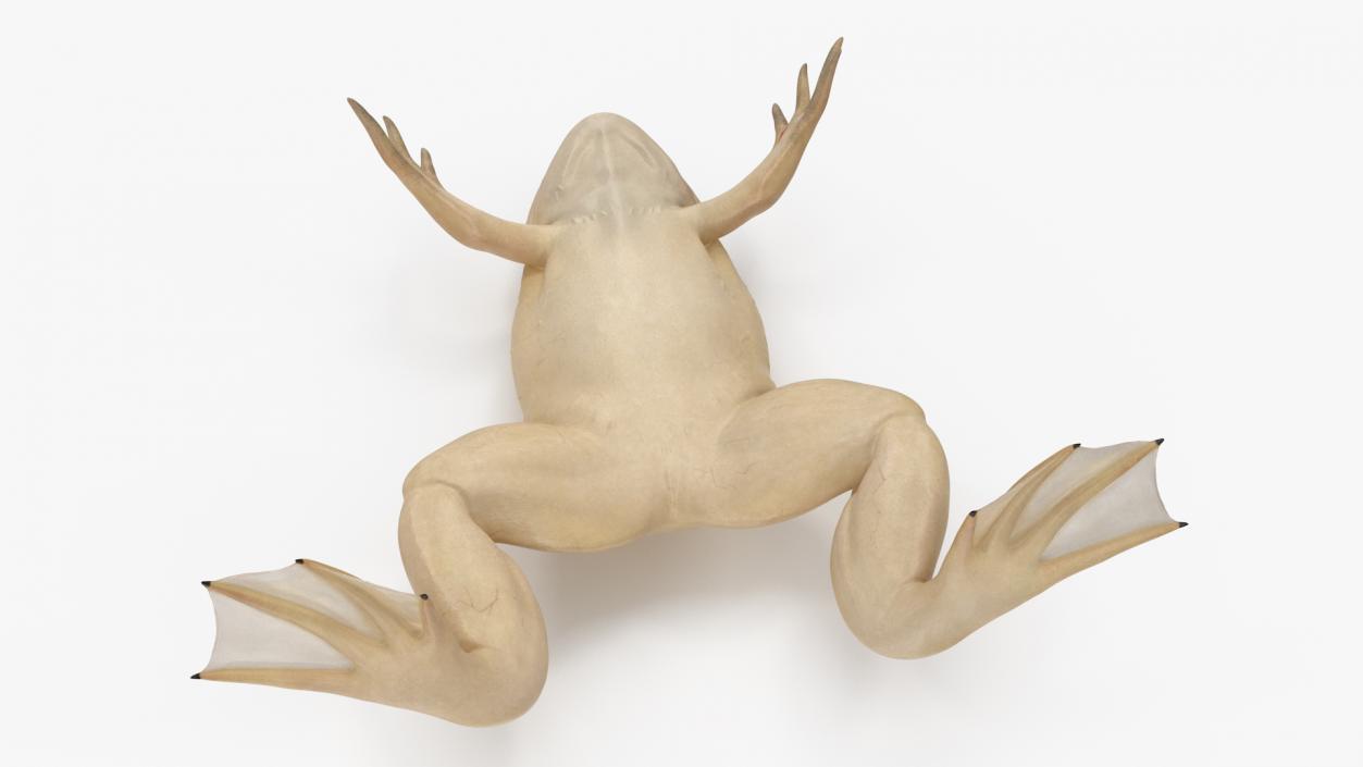 3D Xenopus African Clawed Toad Standard Pose