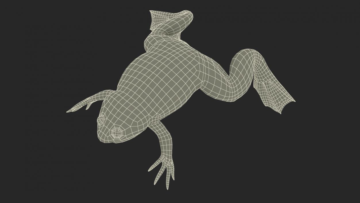 3D Xenopus African Clawed Toad Standard Pose