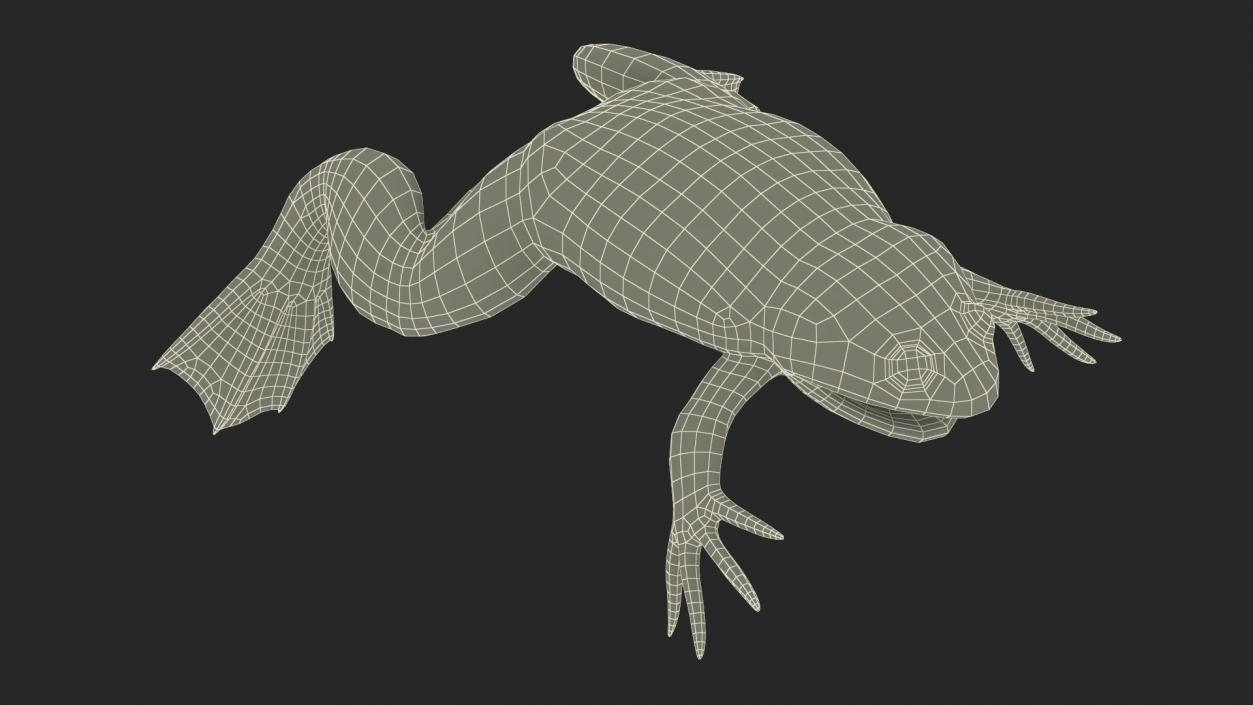 3D Xenopus African Clawed Toad Standard Pose