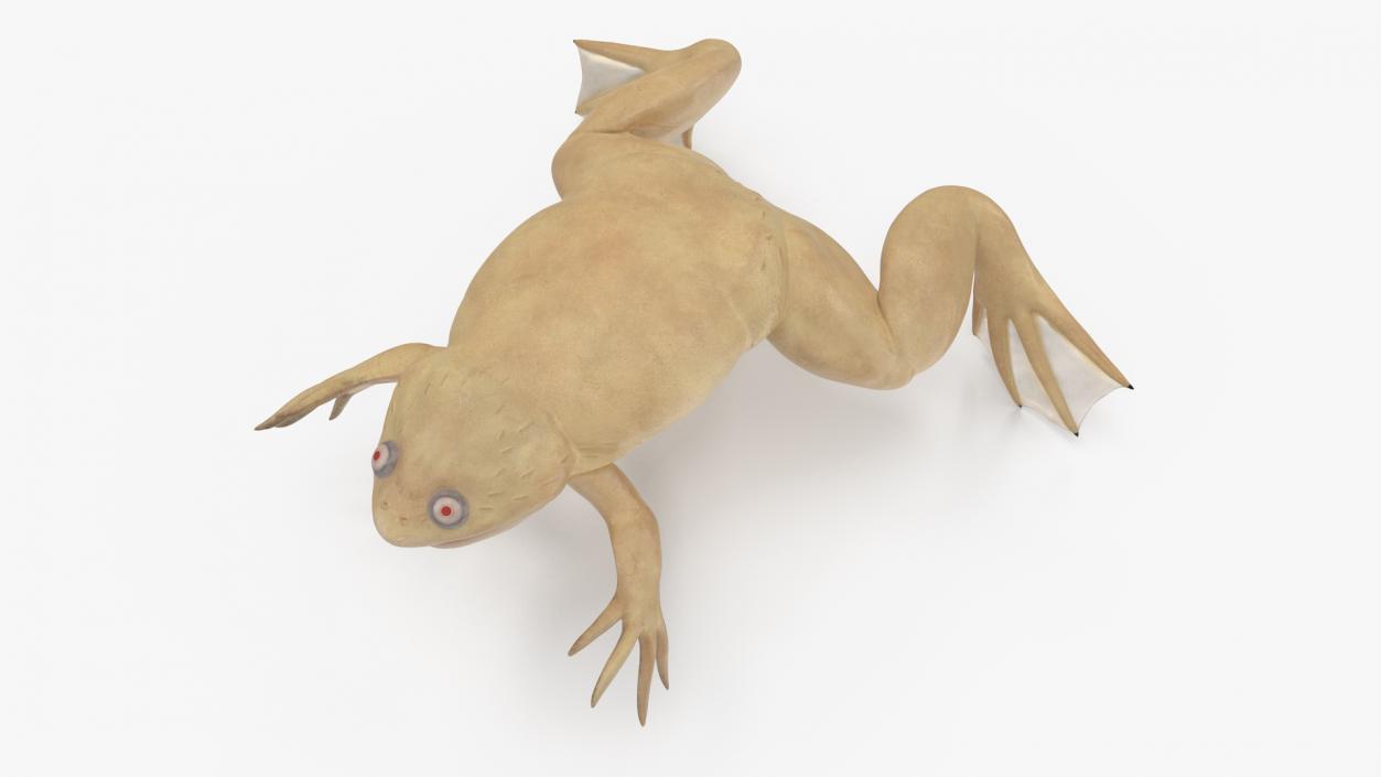 3D Xenopus African Clawed Toad Standard Pose