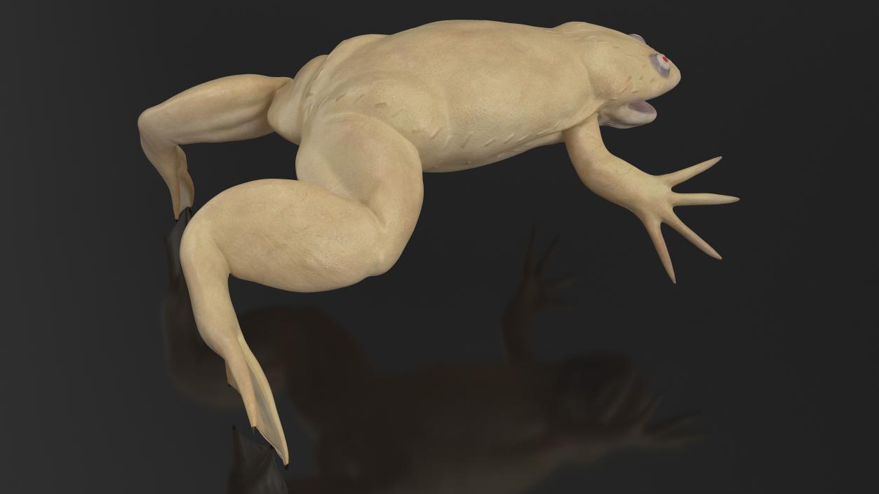 3D Xenopus African Clawed Toad Standard Pose