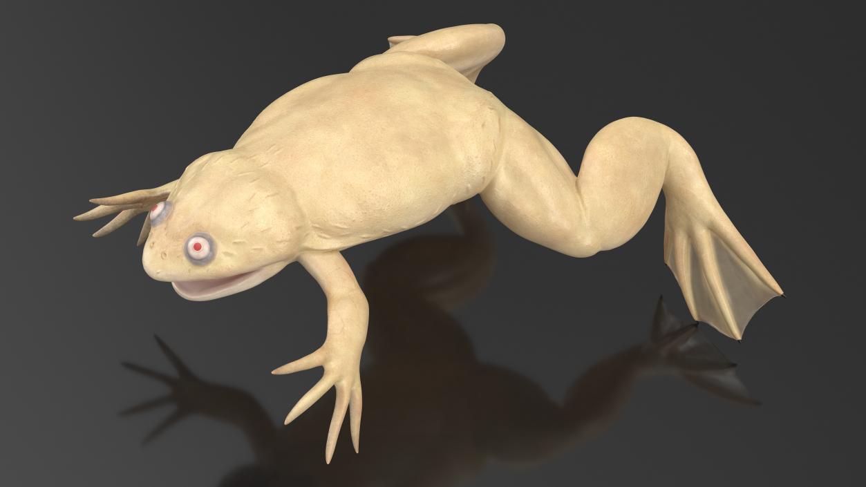 3D Xenopus African Clawed Toad Standard Pose