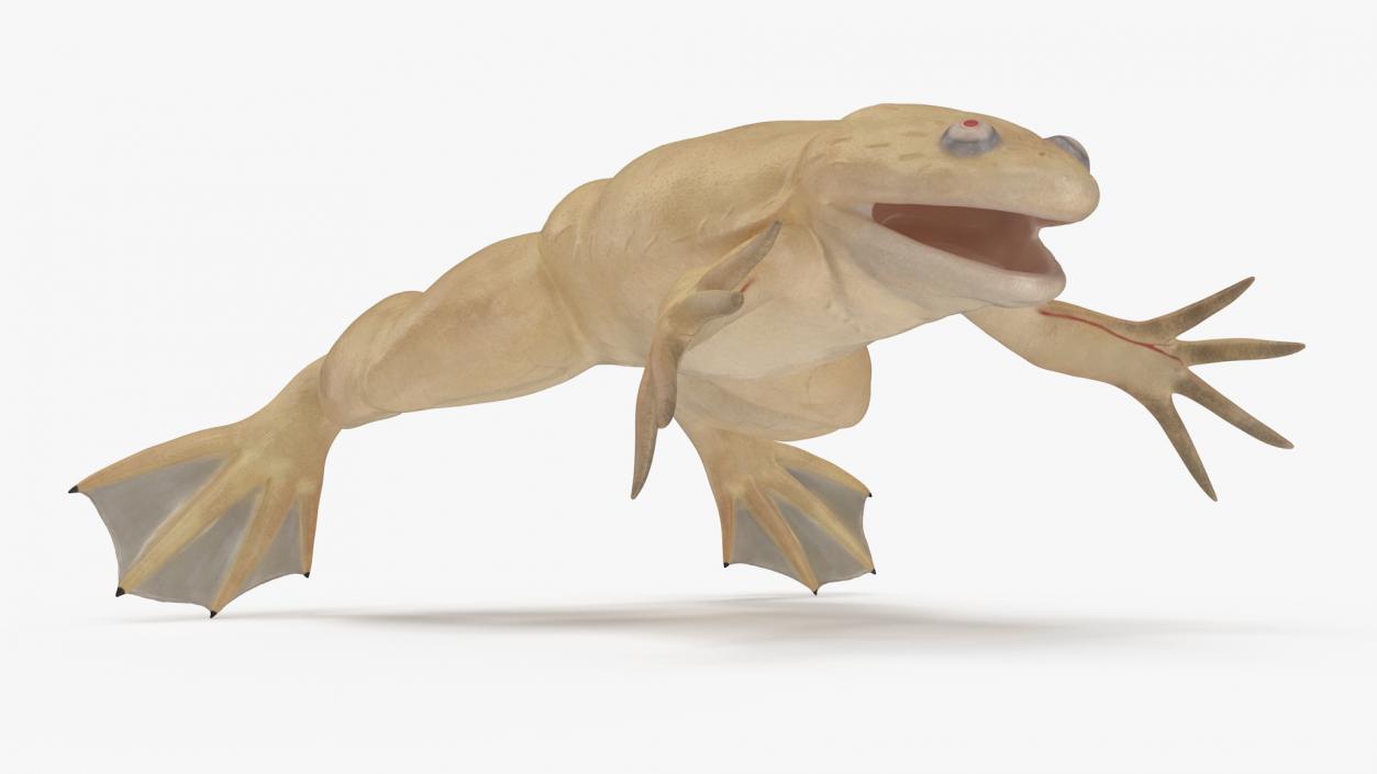 3D Xenopus African Clawed Toad Standard Pose