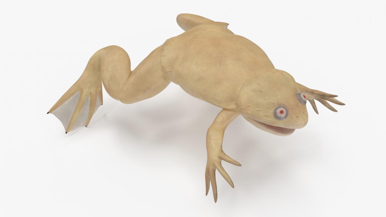 3D Xenopus African Clawed Toad Standard Pose