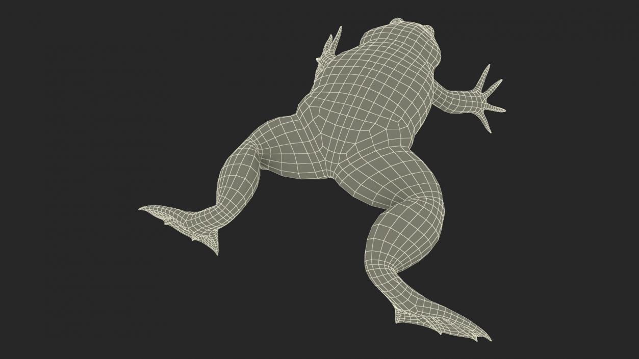 3D Xenopus African Clawed Toad Standard Pose