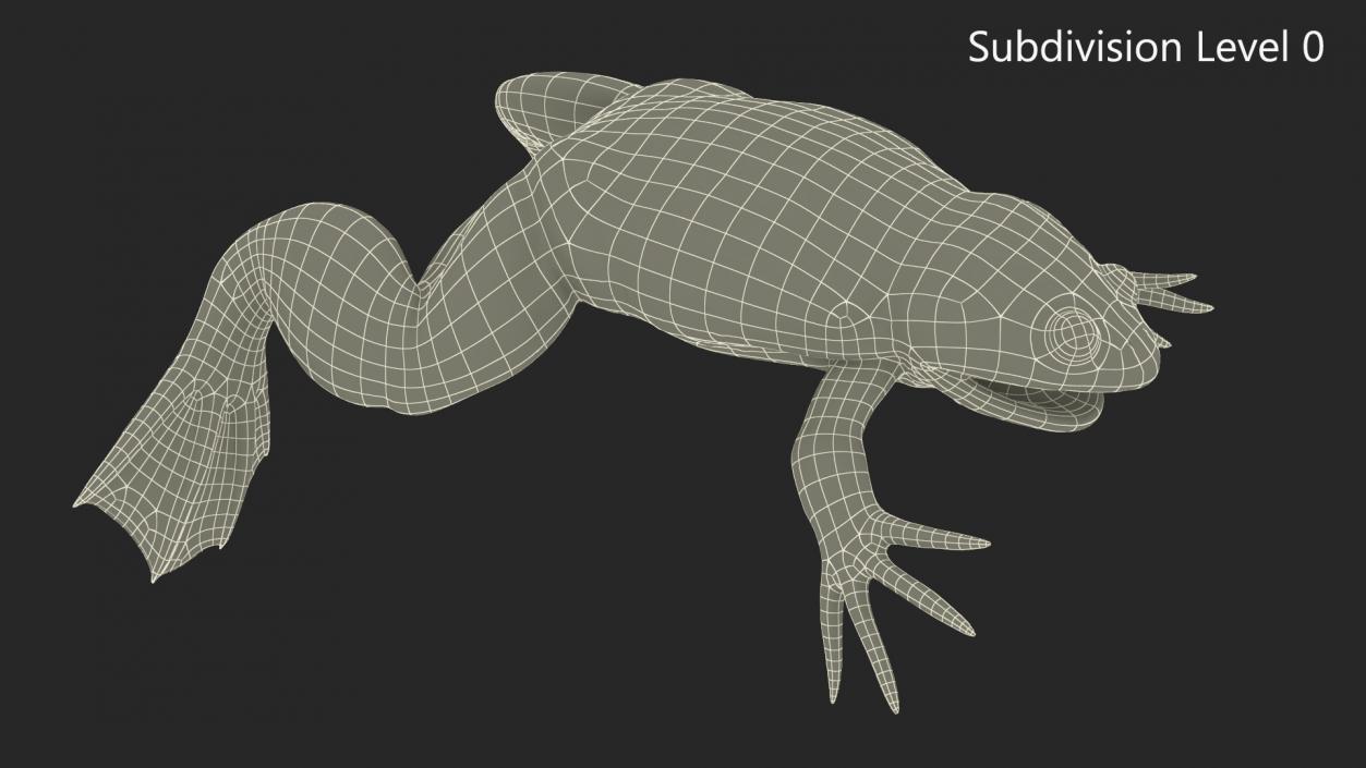 3D Xenopus African Clawed Toad Standard Pose