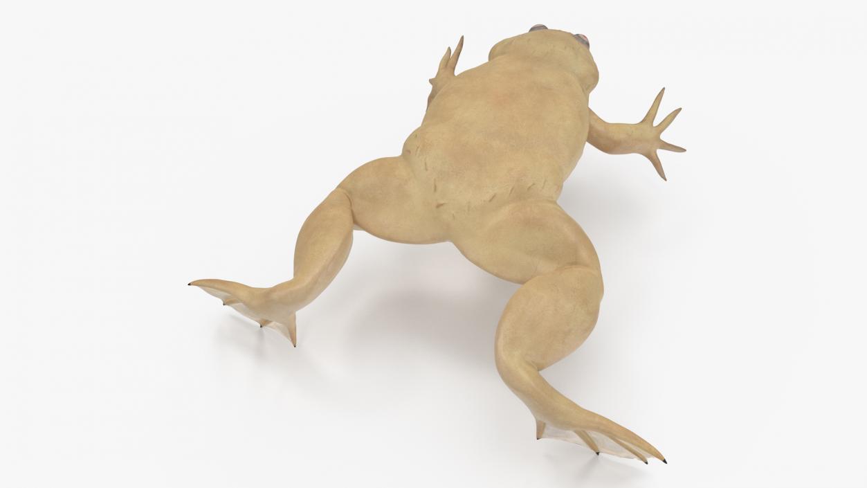 3D Xenopus African Clawed Toad Standard Pose