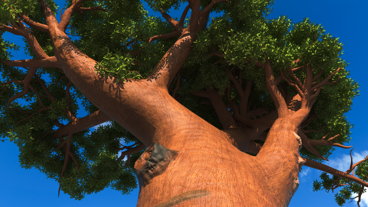 3D Baobab Tree