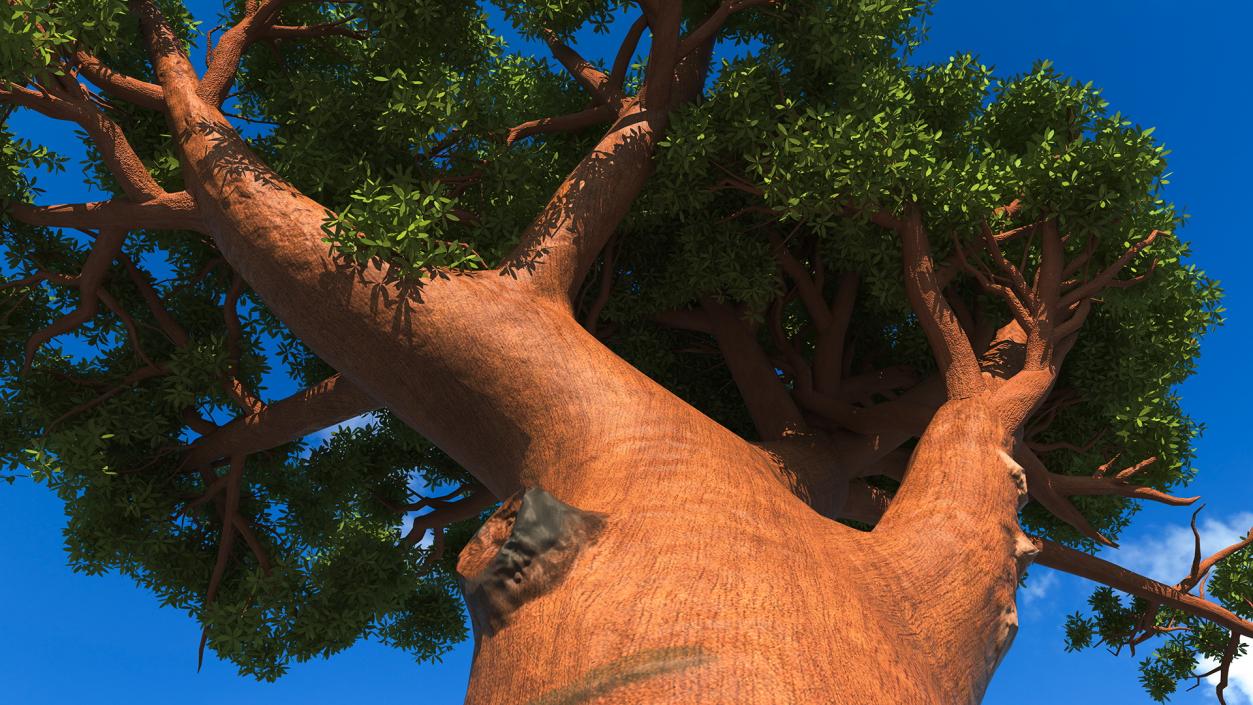 3D Baobab Tree