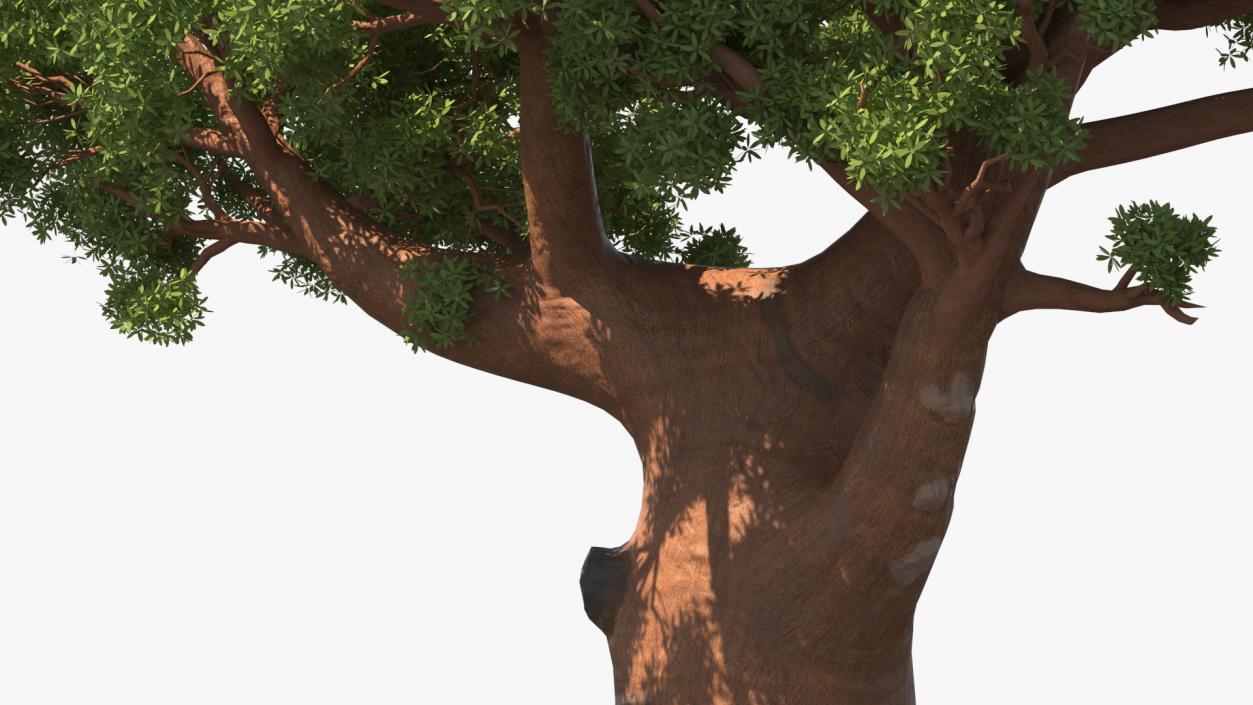 3D Baobab Tree