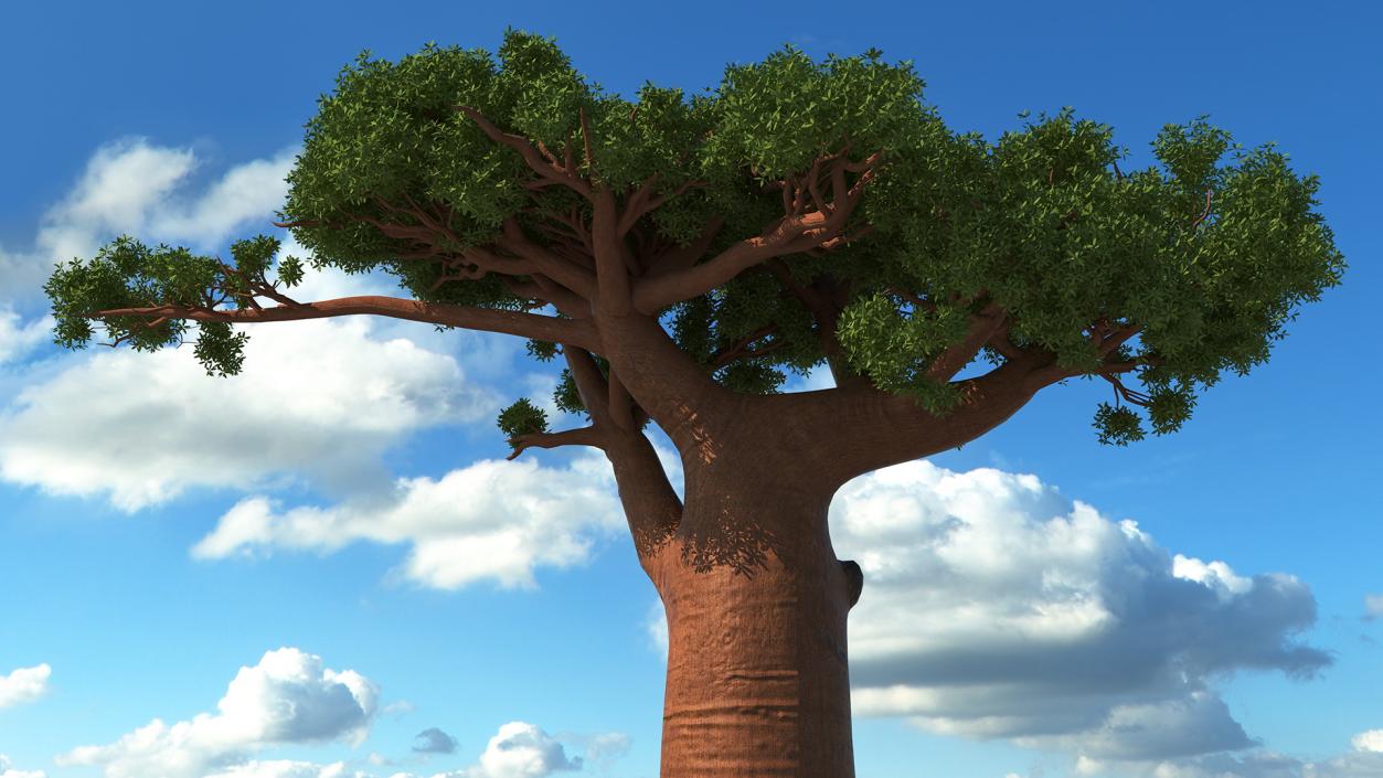 3D Baobab Tree