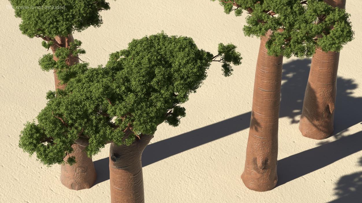 3D Baobab Tree