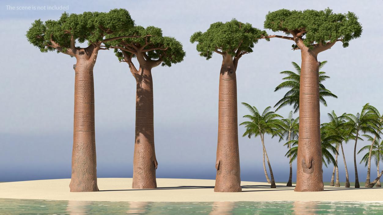 3D Baobab Tree