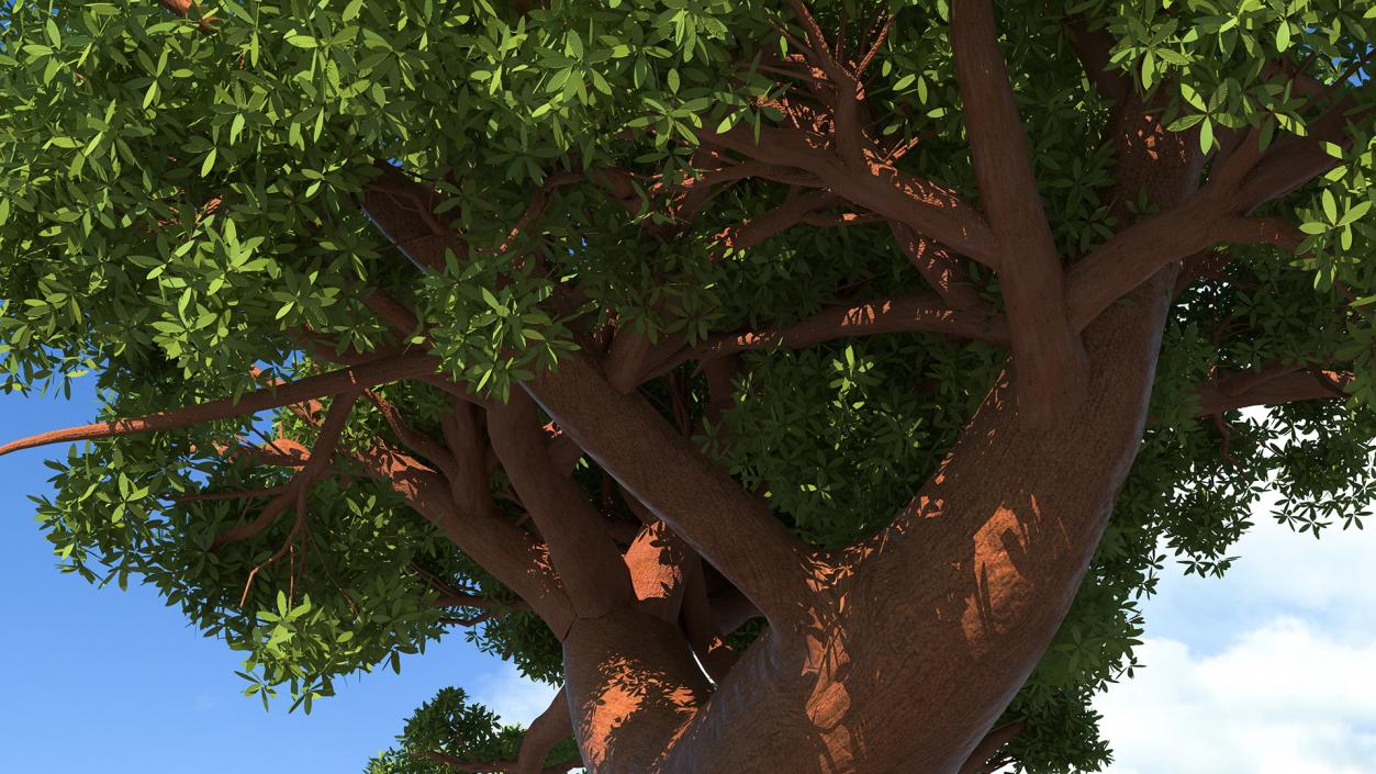 3D Baobab Tree