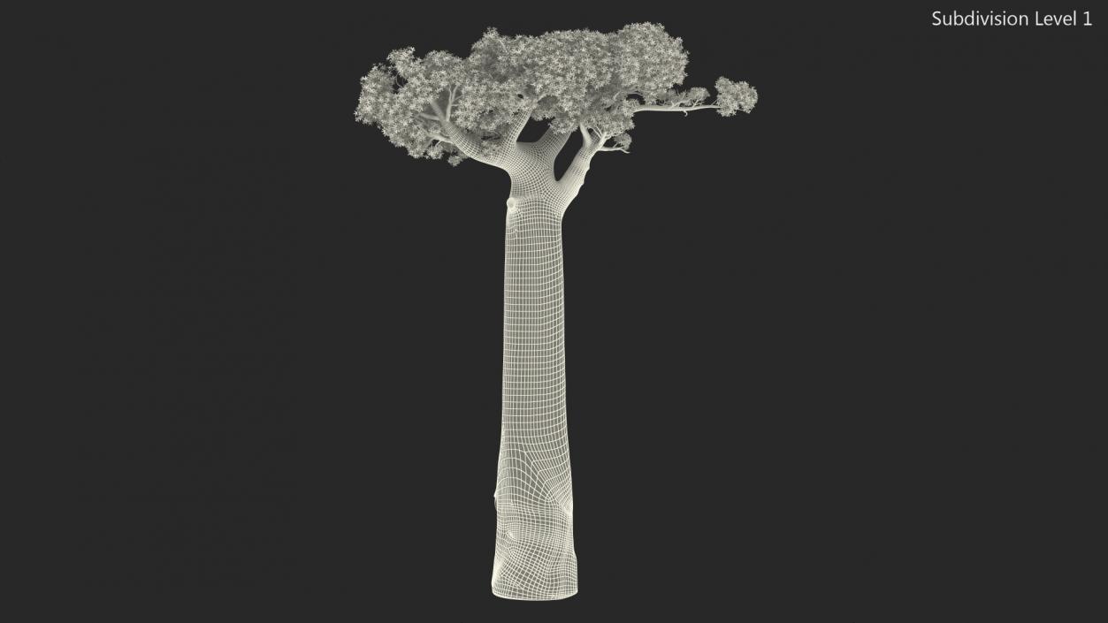 3D Baobab Tree