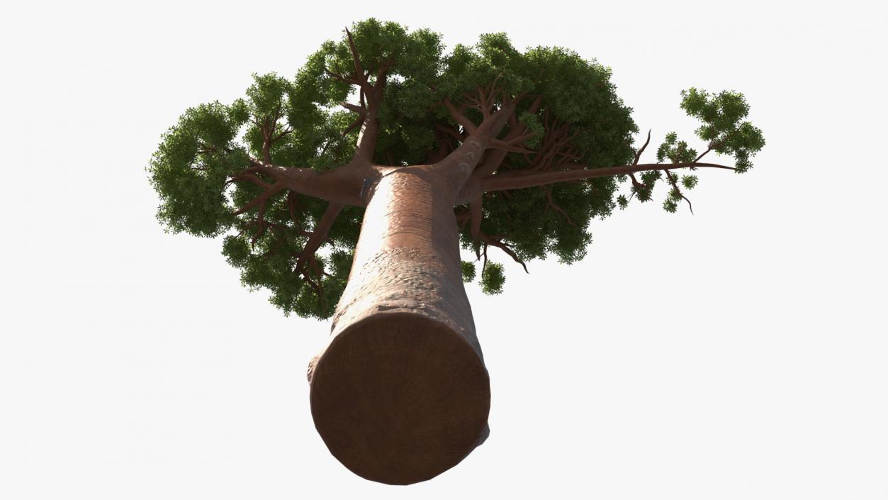 3D Baobab Tree