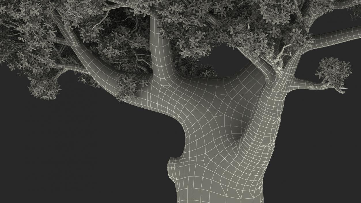 3D Baobab Tree