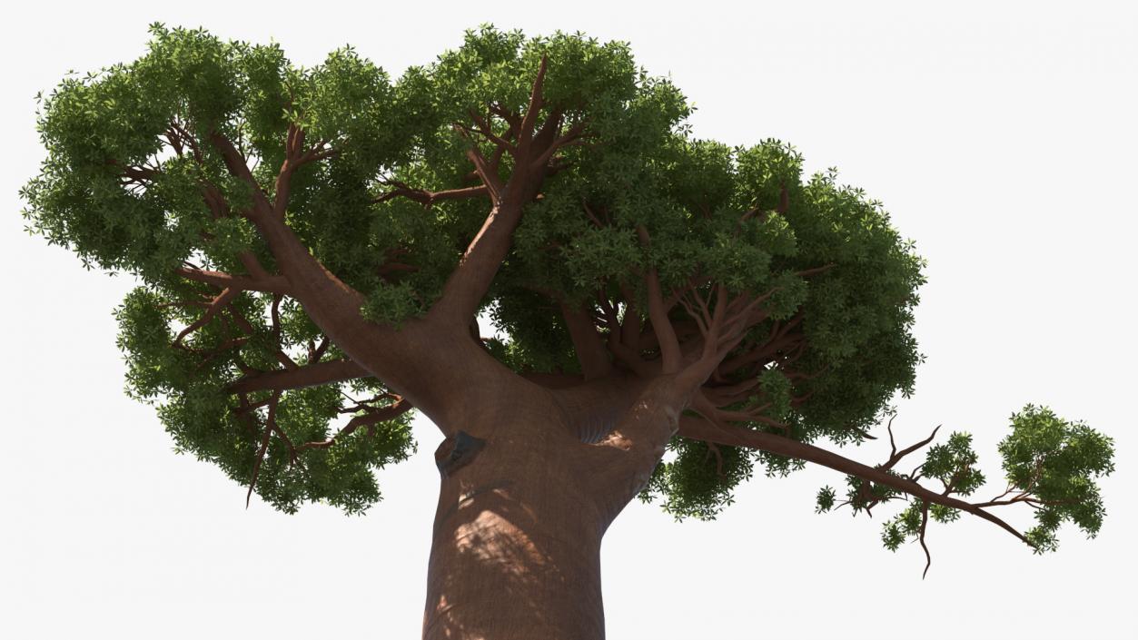 3D Baobab Tree