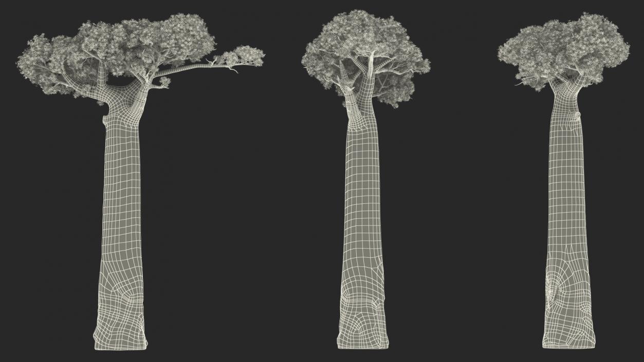 3D Baobab Tree