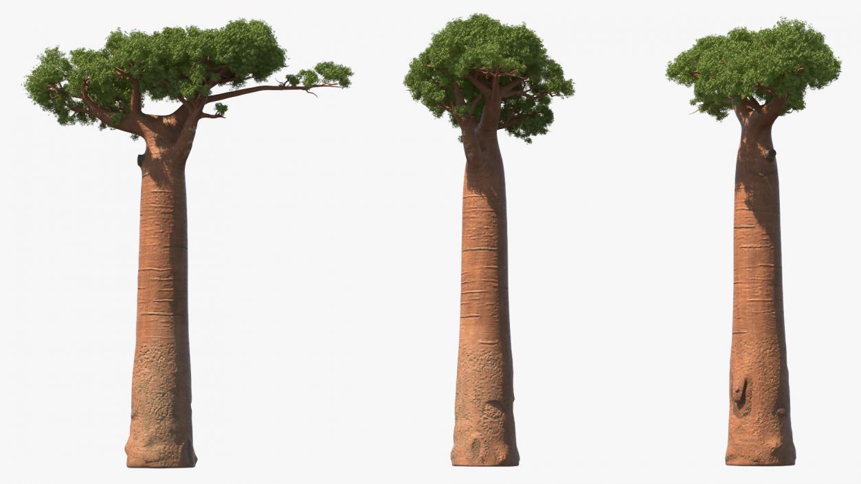 3D Baobab Tree