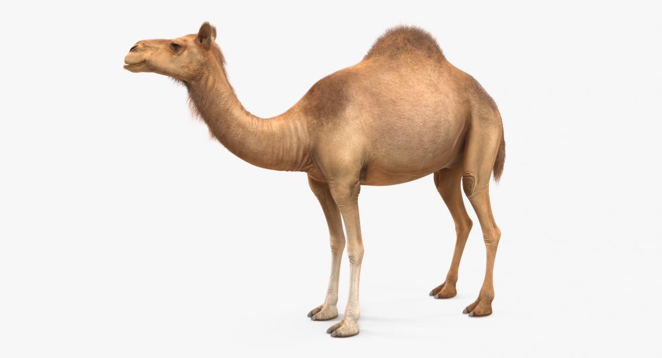 3D Camel Standing Pose with Fur model