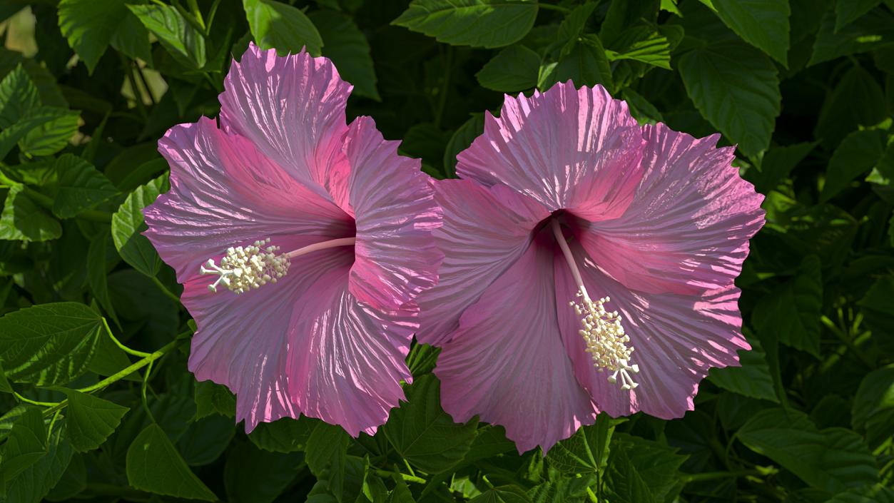 Blooming Hibiscus Bush Pink 3D