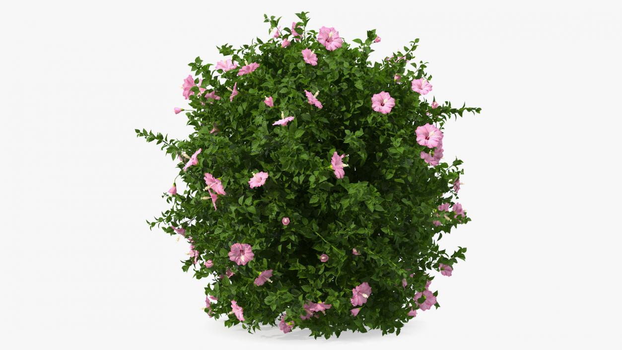 Blooming Hibiscus Bush Pink 3D