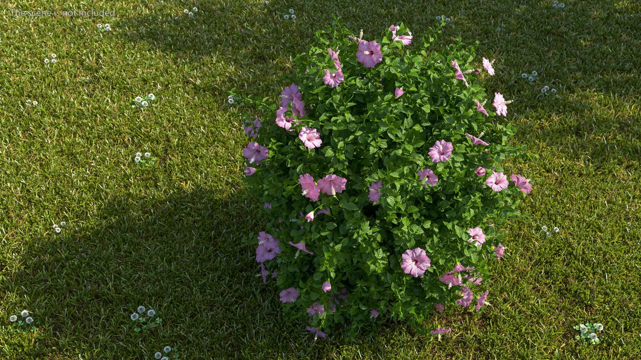 Blooming Hibiscus Bush Pink 3D