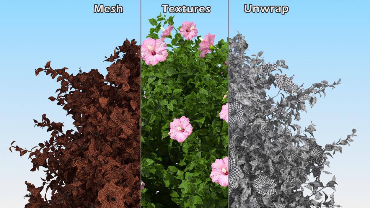 Blooming Hibiscus Bush Pink 3D