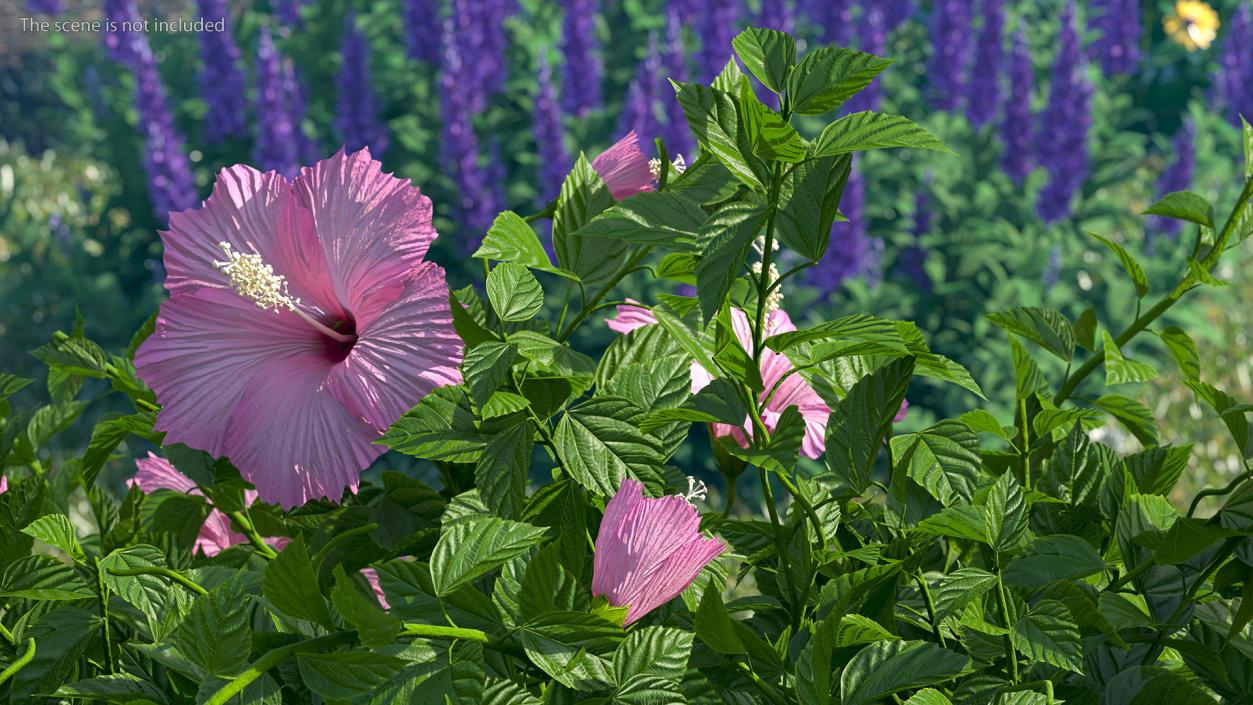 Blooming Hibiscus Bush Pink 3D