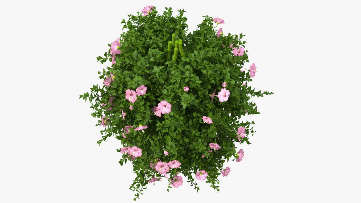 Blooming Hibiscus Bush Pink 3D