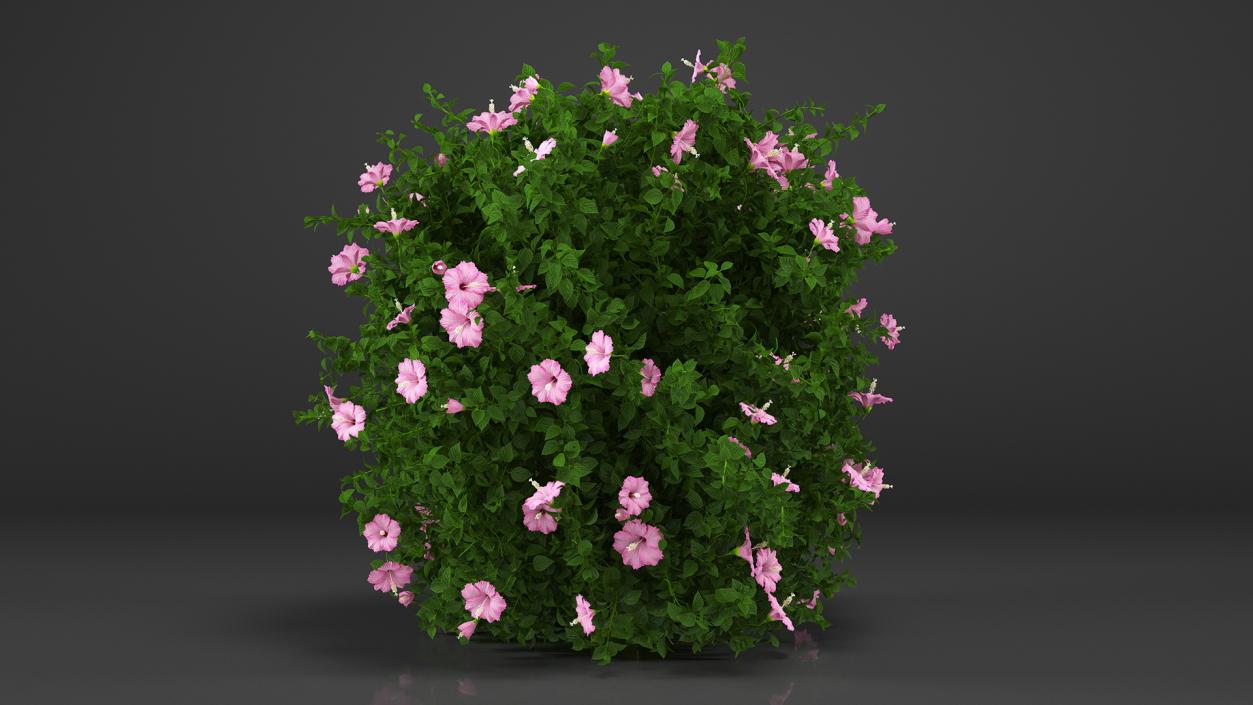 Blooming Hibiscus Bush Pink 3D