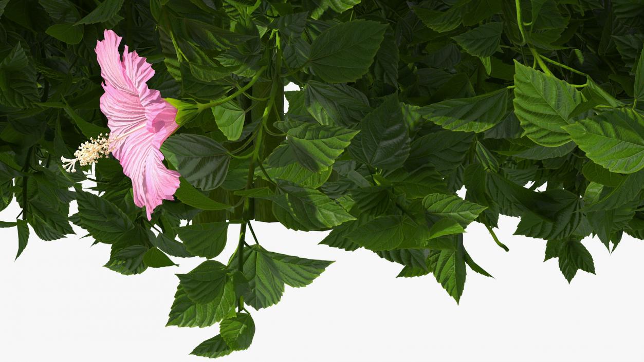 Blooming Hibiscus Bush Pink 3D